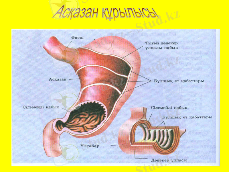 Slide 24