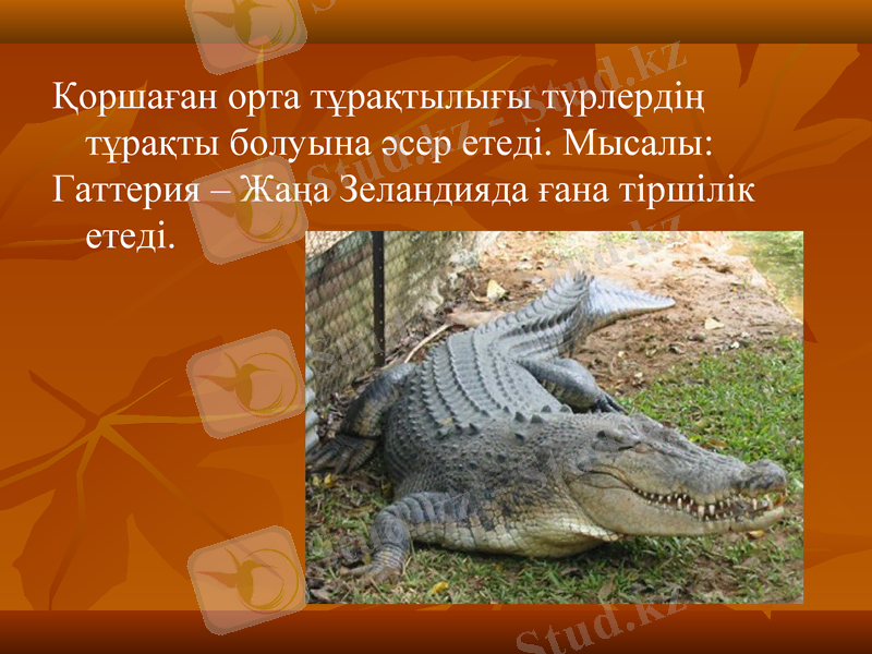 Slide 13