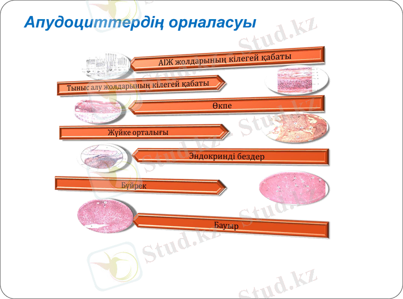 Slide 9
