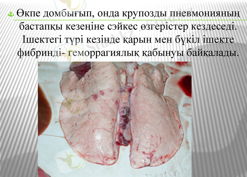 Slide 17
