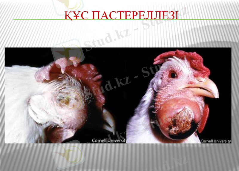 Slide 19