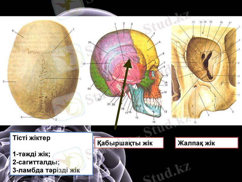 Slide 8