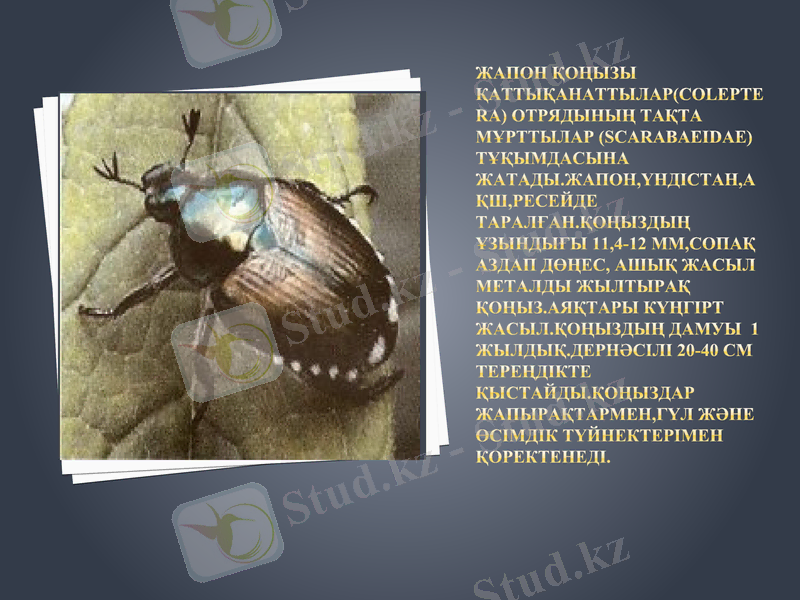 Slide 7