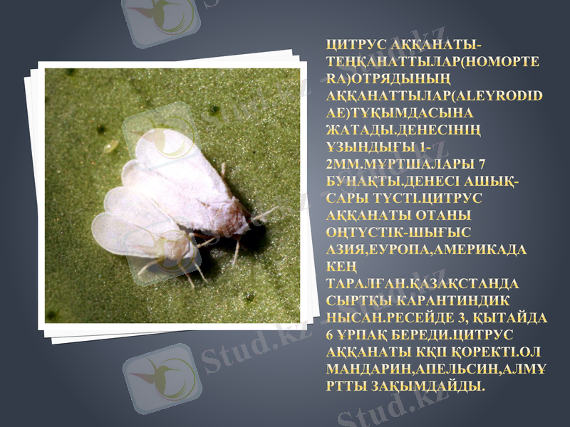 Slide 8