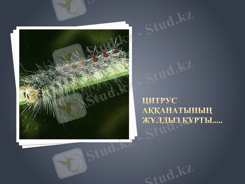 Slide 9