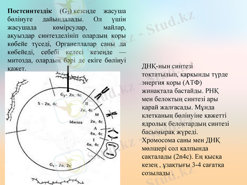 Slide 8