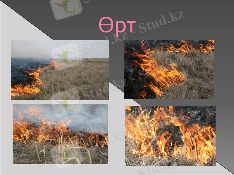 Slide 7