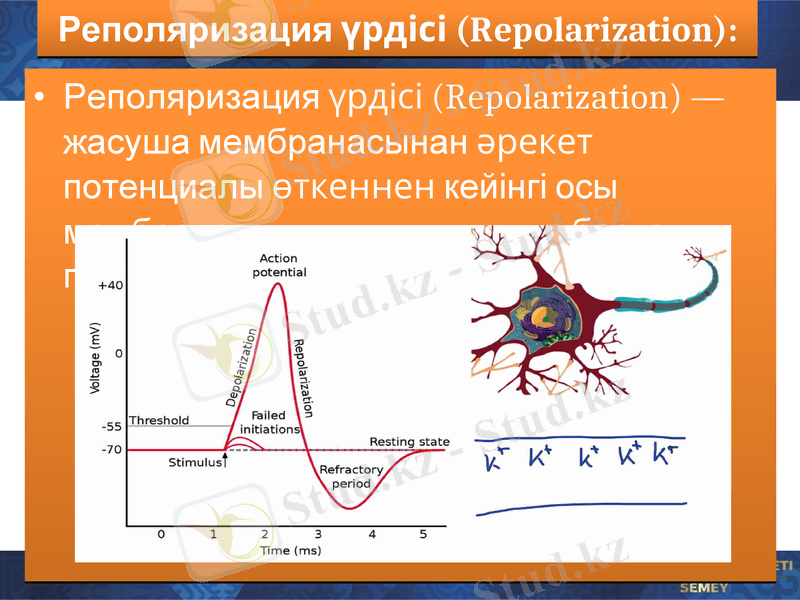Slide 7