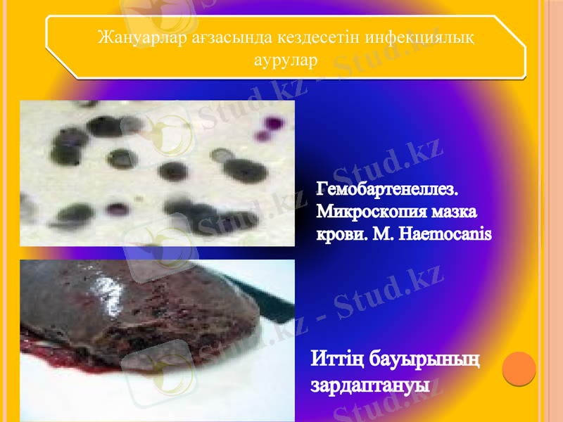 Slide 11