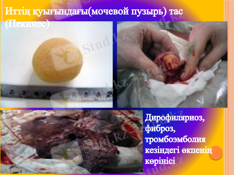 Slide 12