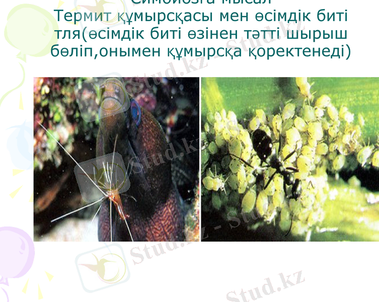 Slide 10