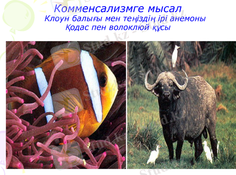 Slide 12