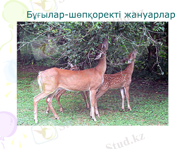 Slide 7