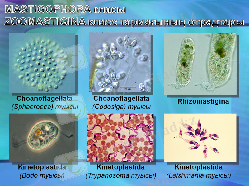 Slide 10