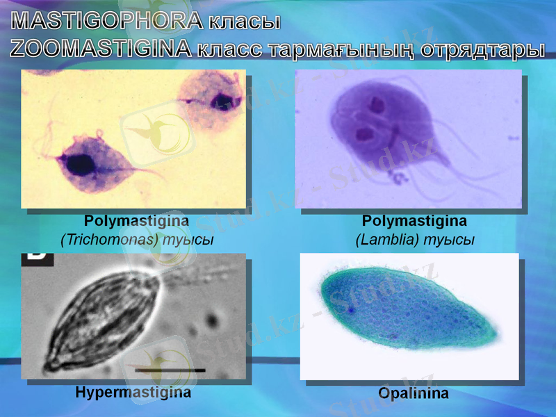 Slide 11