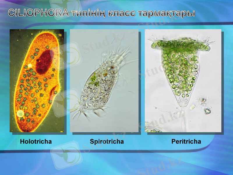 Slide 17