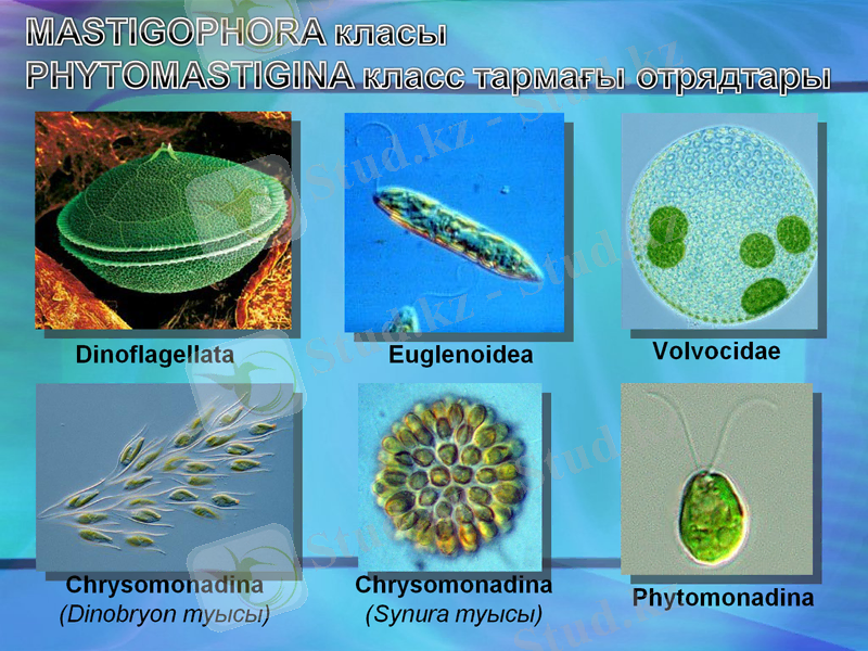 Slide 9