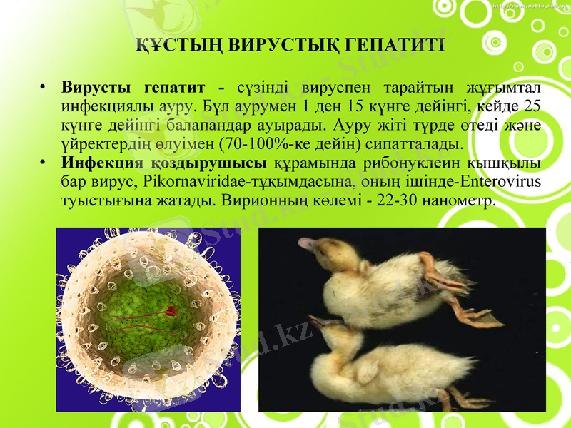 Slide 12
