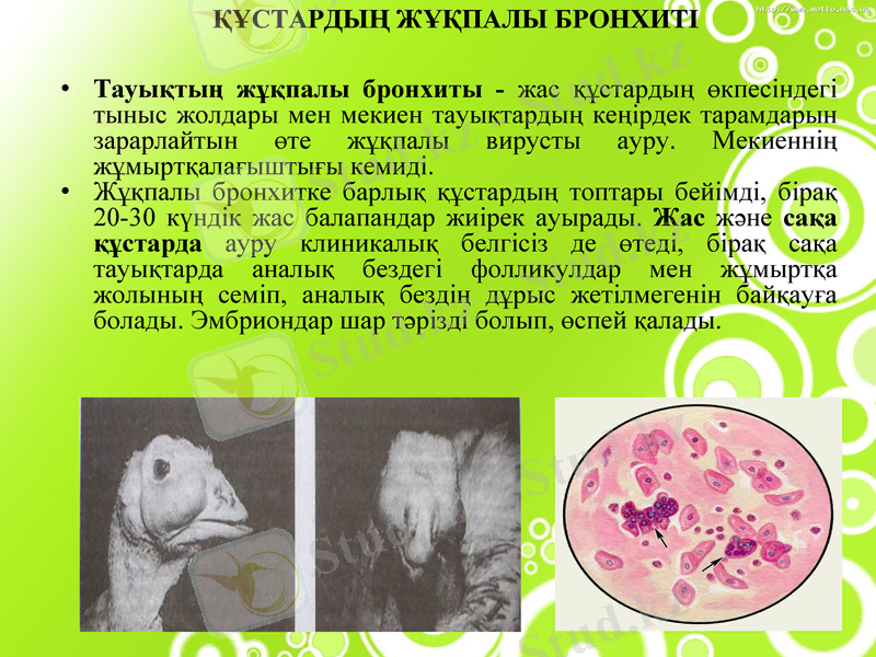 Slide 8