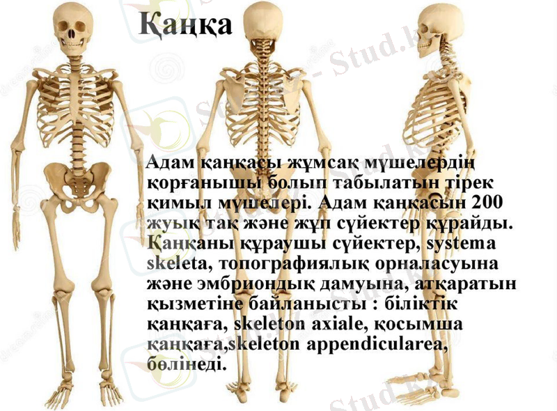 Slide 11