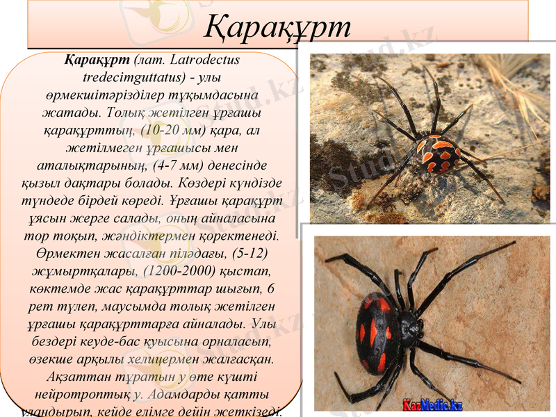 Slide 17