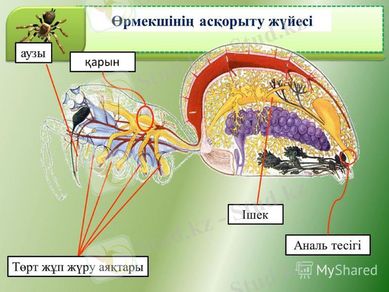 Slide 9