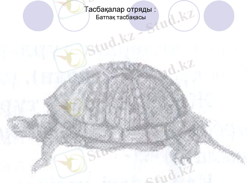 Slide 17