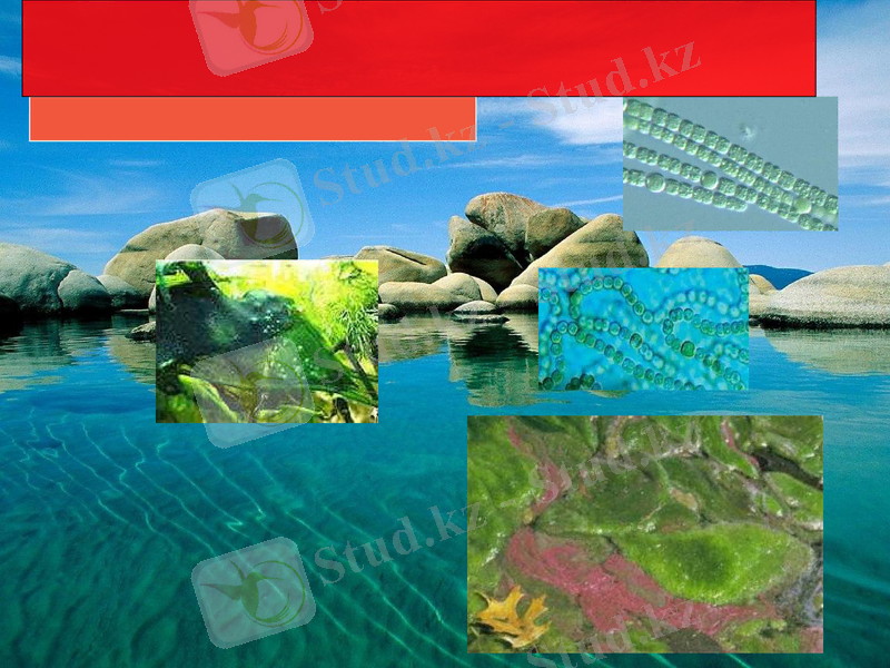 Slide 17