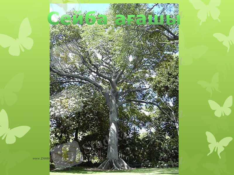 Slide 11