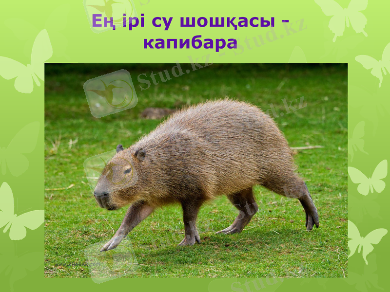 Slide 13