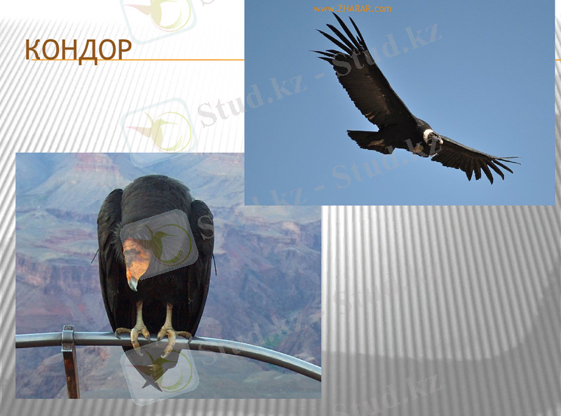 Slide 37