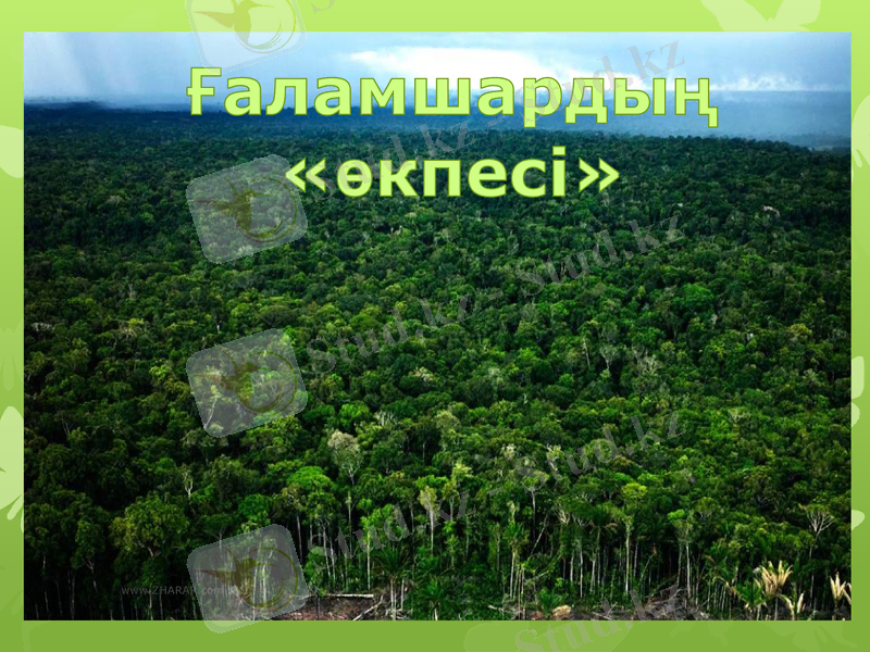 Slide 8