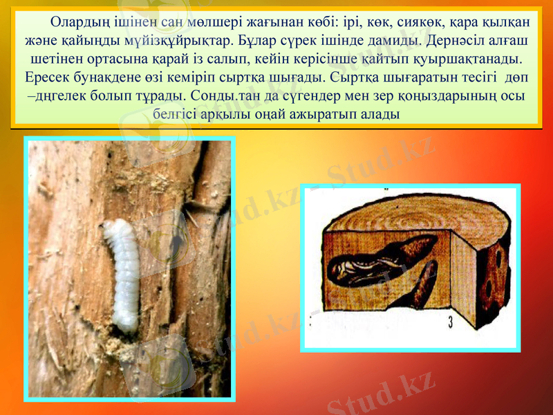 Slide 7