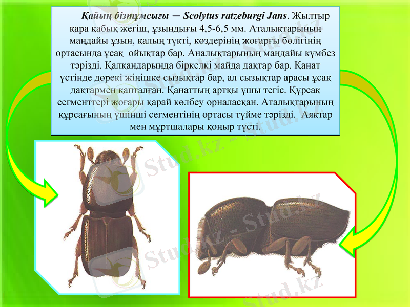Slide 8