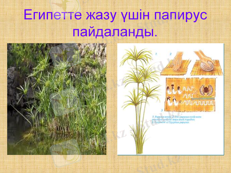 Slide 5