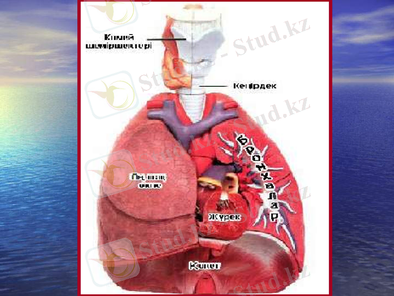 Slide 7