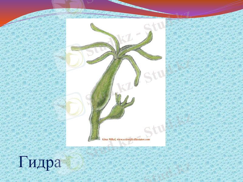 Slide 24