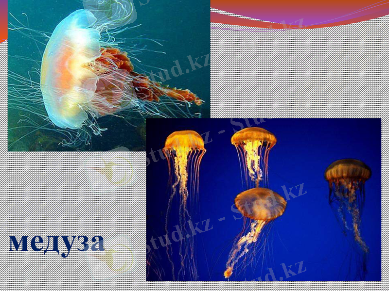 Slide 30