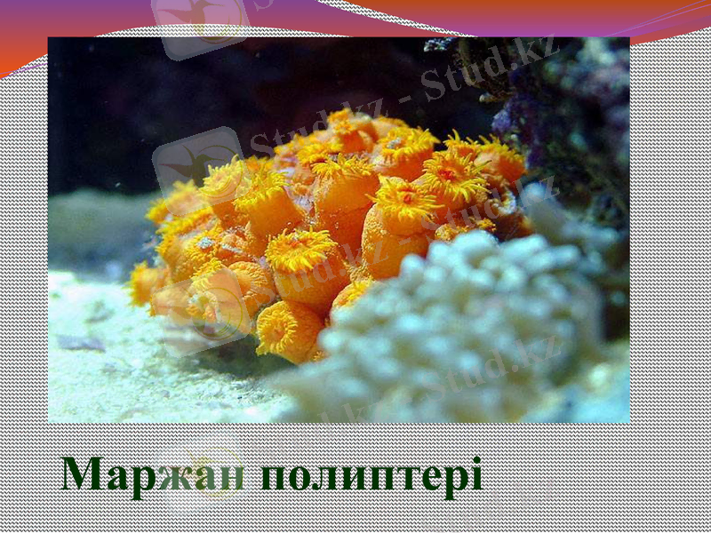 Slide 33