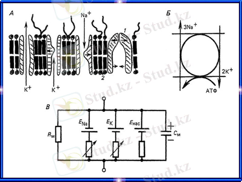Slide 7