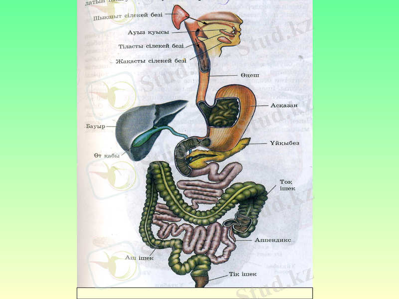 Slide 11