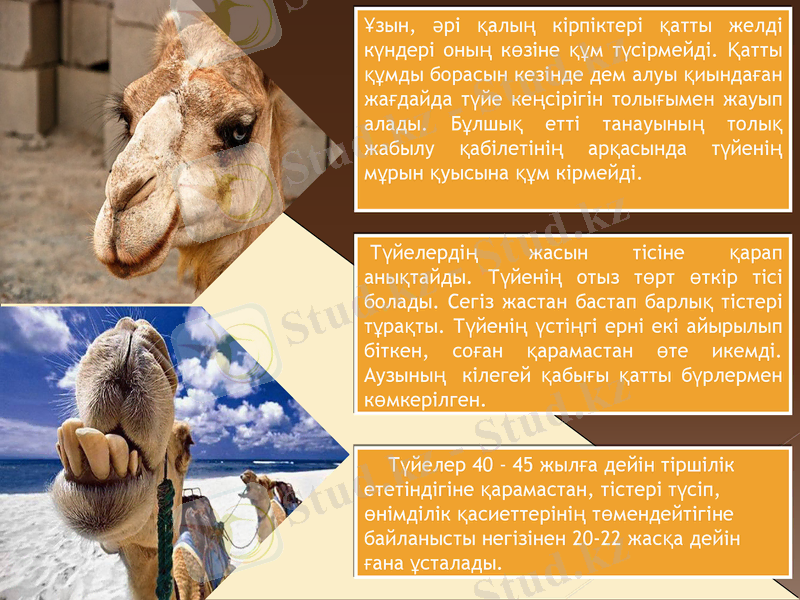 Slide 11