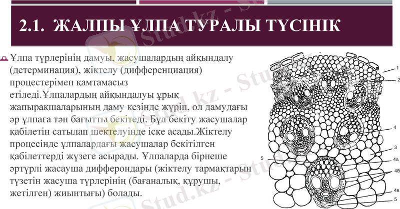 Slide 11