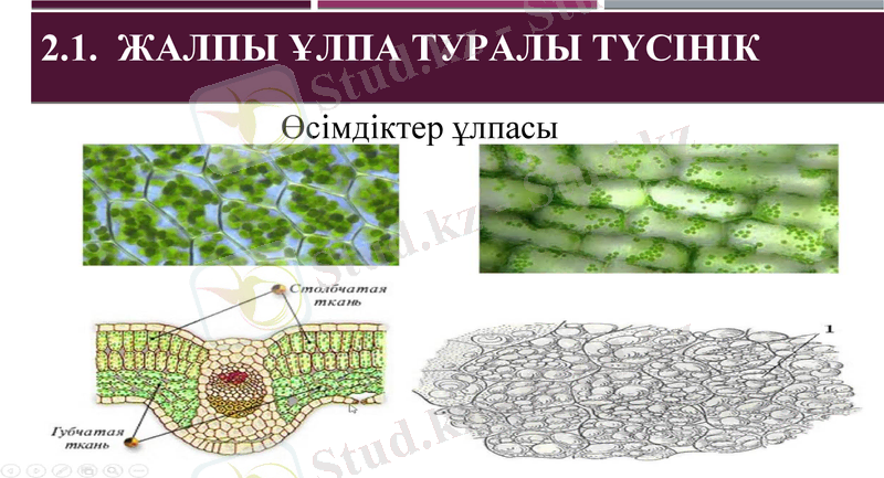 Slide 7