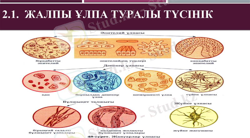 Slide 8