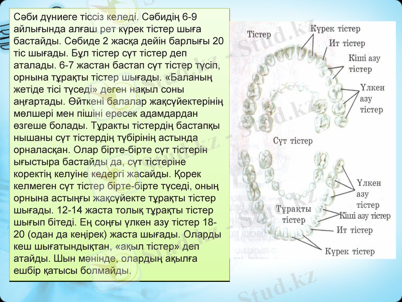Slide 11