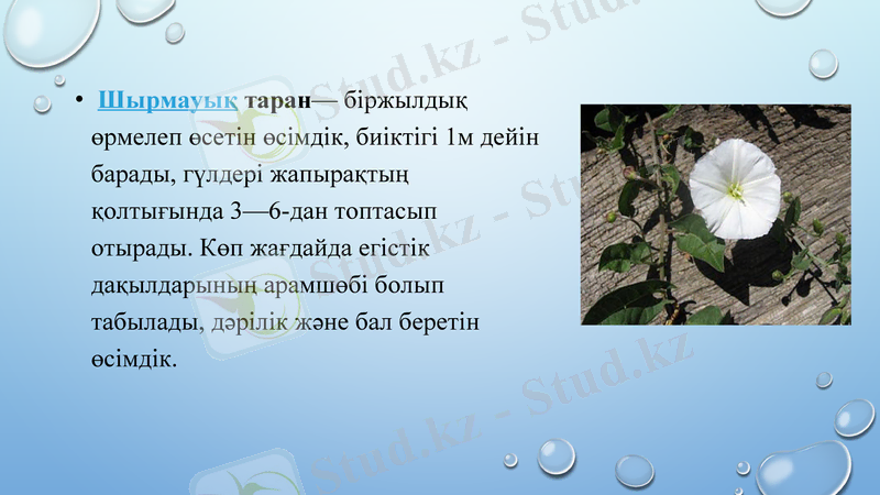 Slide 17