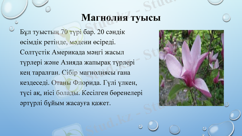 Slide 7