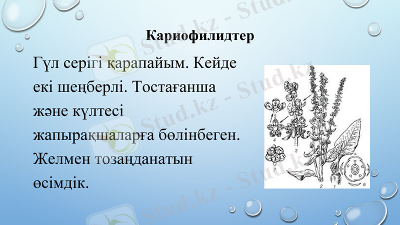 Slide 8