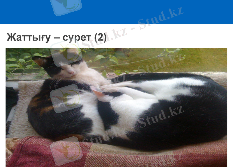 Slide 9